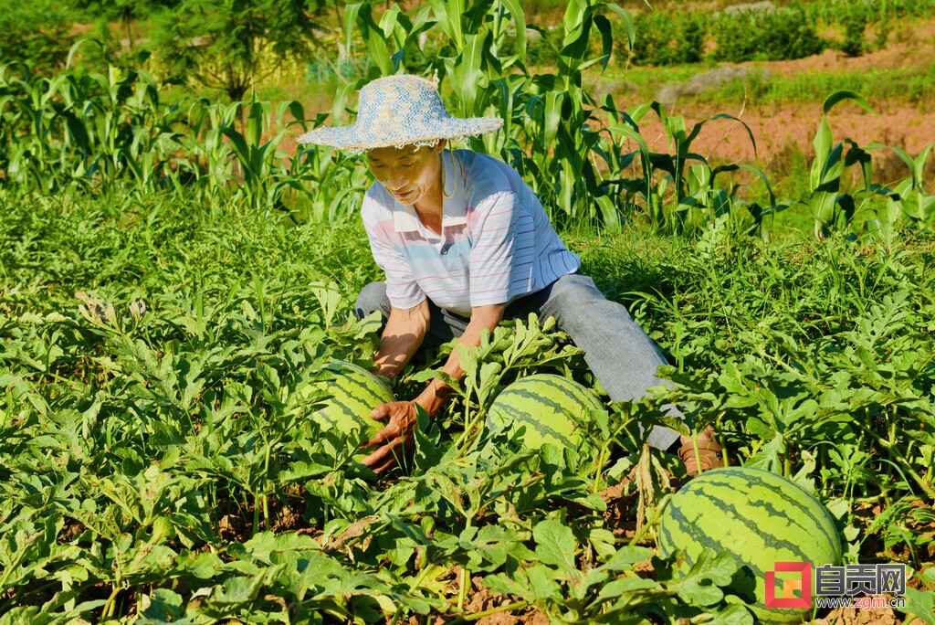 自贡沿滩·九洪西瓜节6月3日正式启幕 甜蜜盛宴邀你一起瓜分快乐-6.jpg