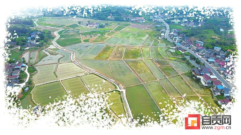 沃野展新姿 粮丰安民心——大安区奋力书写更高水平的“天府粮仓”答卷-1.jpg