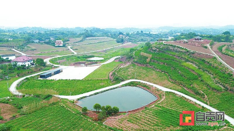 沃野展新姿 粮丰安民心——大安区奋力书写更高水平的“天府粮仓”答卷-4.jpg