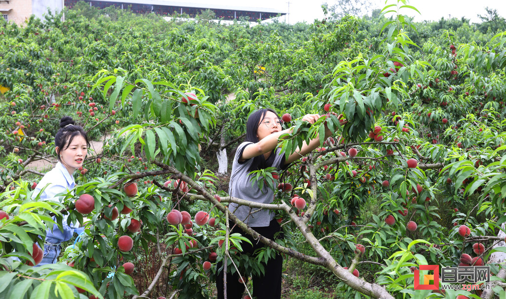 甜蜜一“夏” 永安镇大丰收十里桃缘第六届水蜜桃采摘节启幕-3.jpg