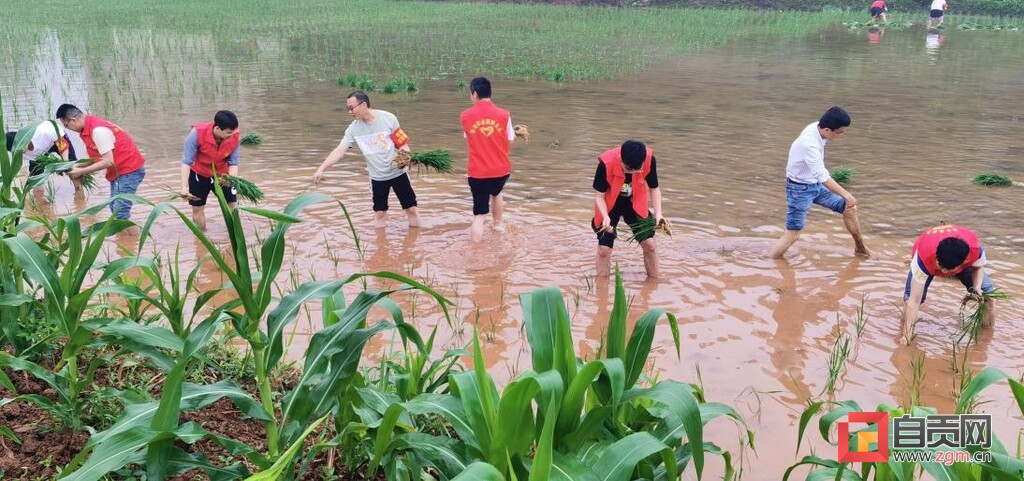 富顺县怀德镇：志愿服务到田间 助农帮困暖人心-2.jpg