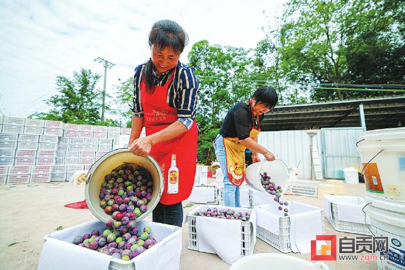 图赏盐都 | 李子成熟采摘忙-2.jpg
