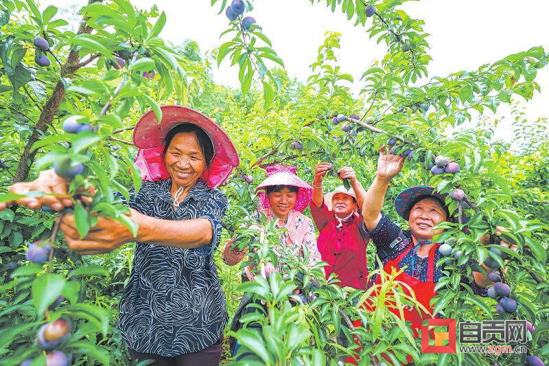 图赏盐都 | 李子成熟采摘忙-1.jpg