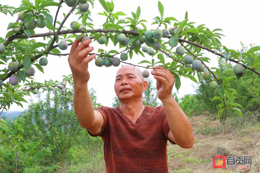 脆果满枝！“桃”经济让生活甜蜜升级-2.jpg