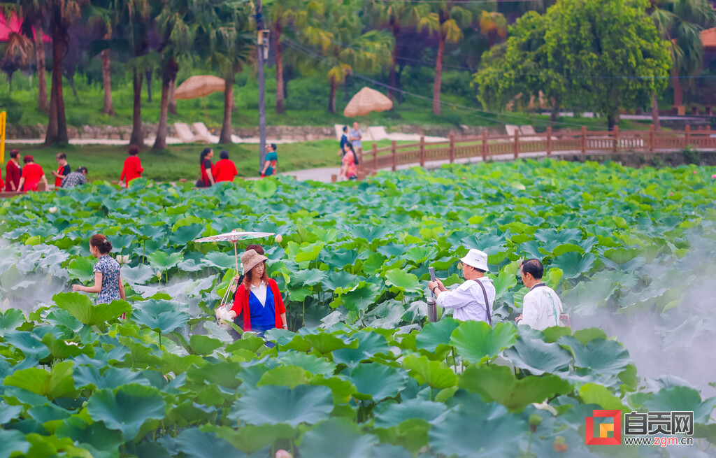 自贡西城第六届荷花文化旅游活动启动-5.jpg