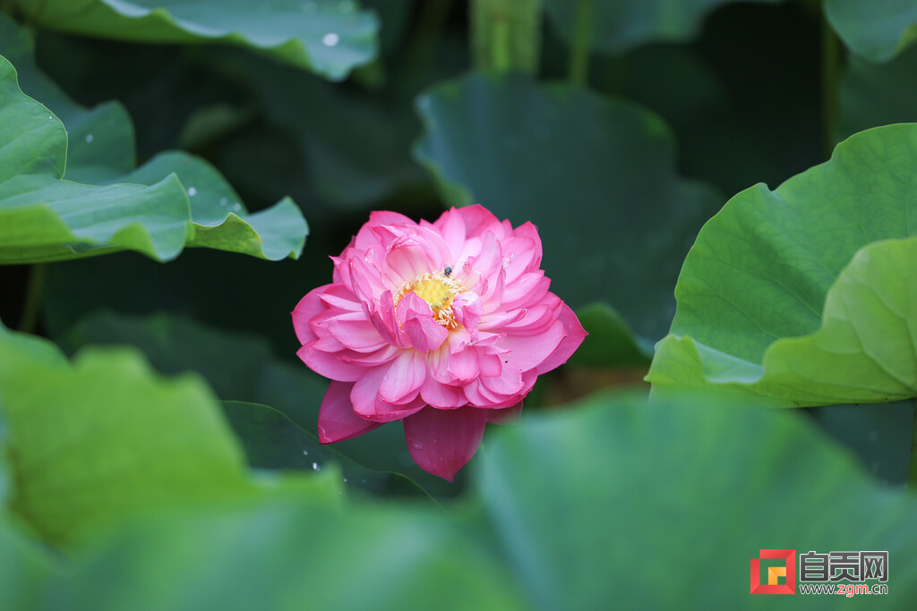 自贡西城第六届荷花文化旅游活动启动-8.jpg