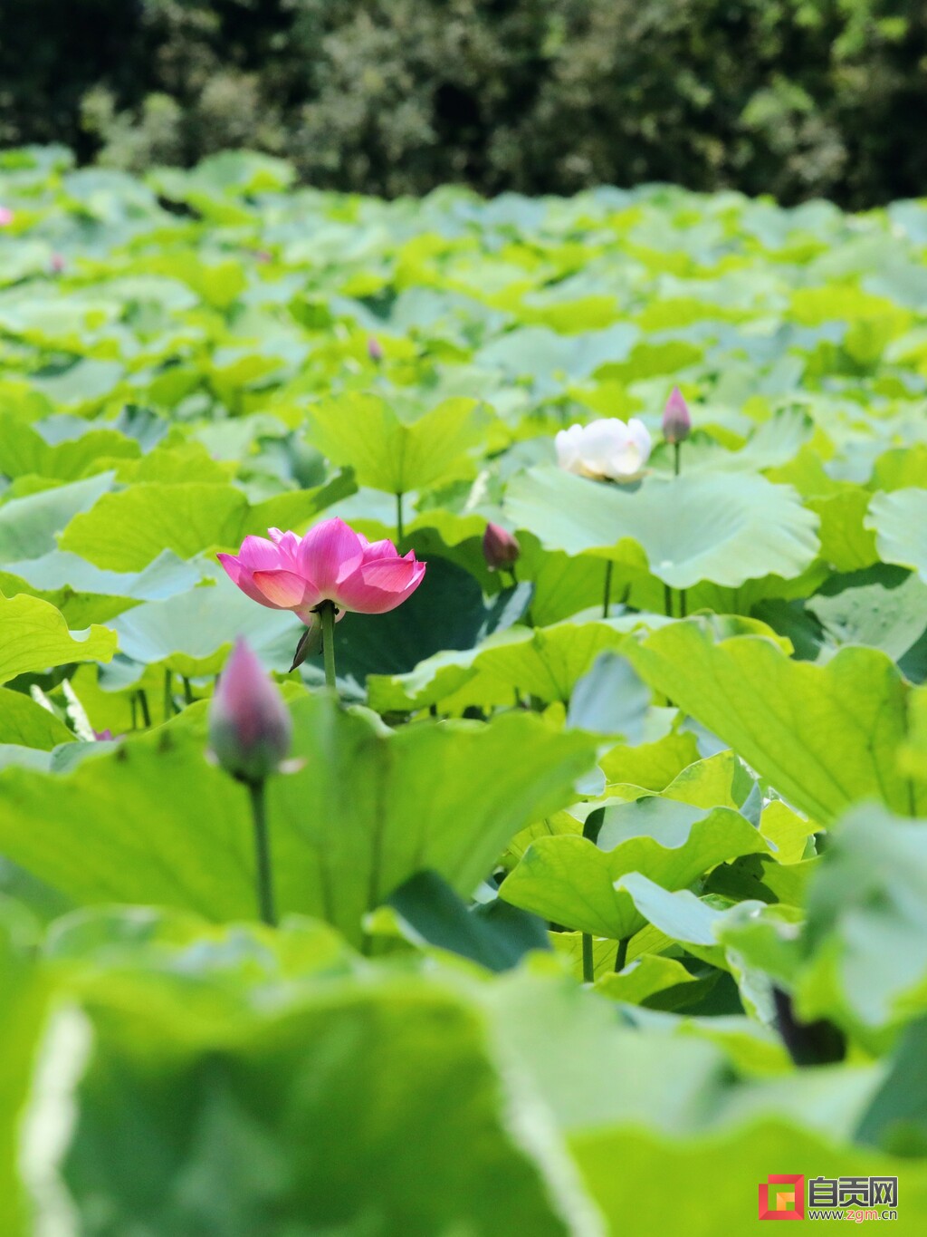 莲叶接天 叶碧花红 自是贡井赏荷时-2.jpg