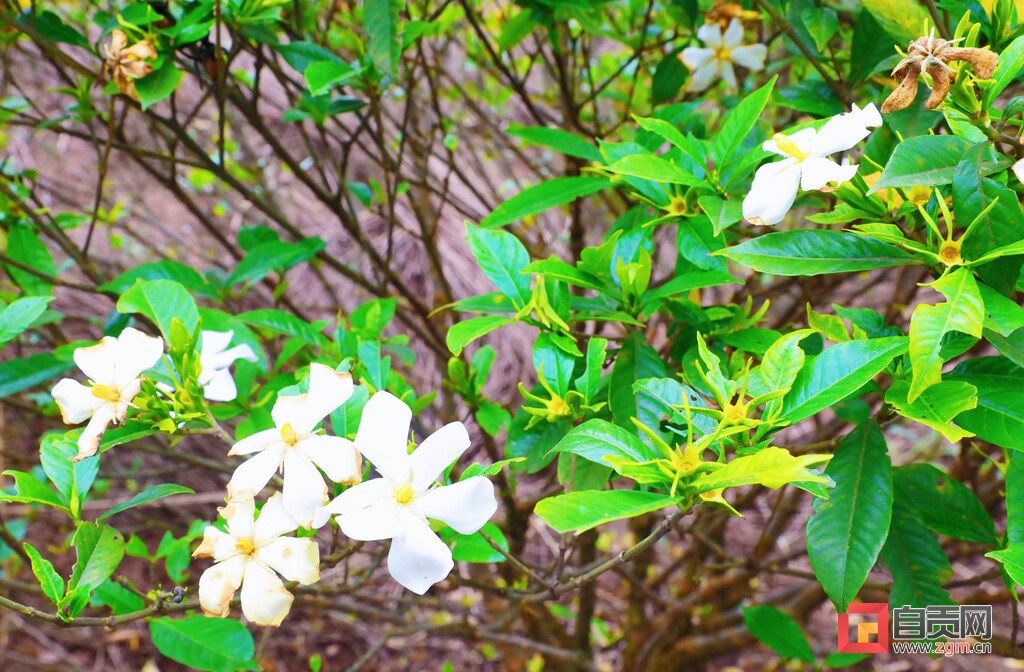 贡井区沙罗村：栀子花开产业兴-3.jpg