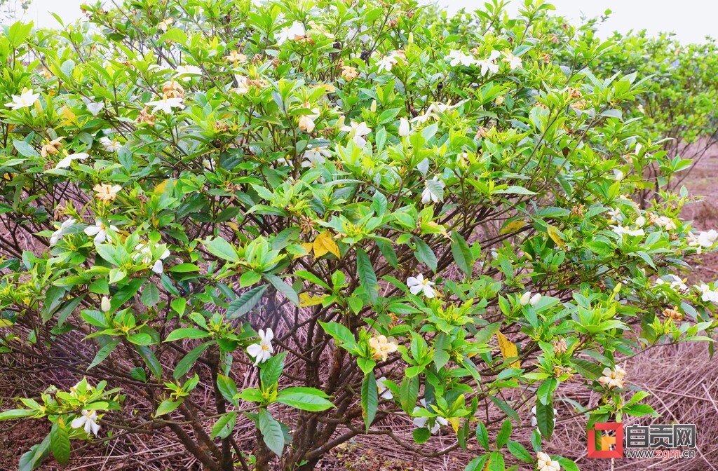 贡井区沙罗村：栀子花开产业兴-2.jpg