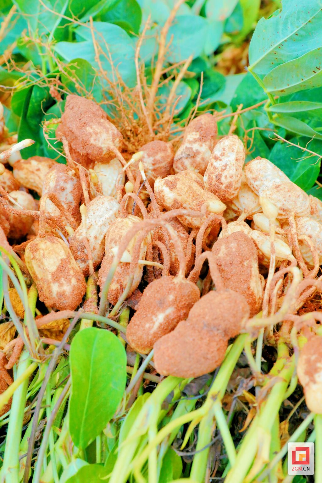 贡井区五宝镇：小花生大丰收 结出致富“金豆豆”-6.jpg