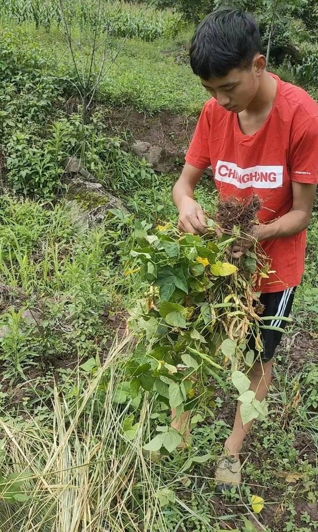 四川凉山彝族小伙考上北京大学：得知消息时还在干农活，是甘洛建县以来第一人-4.jpg