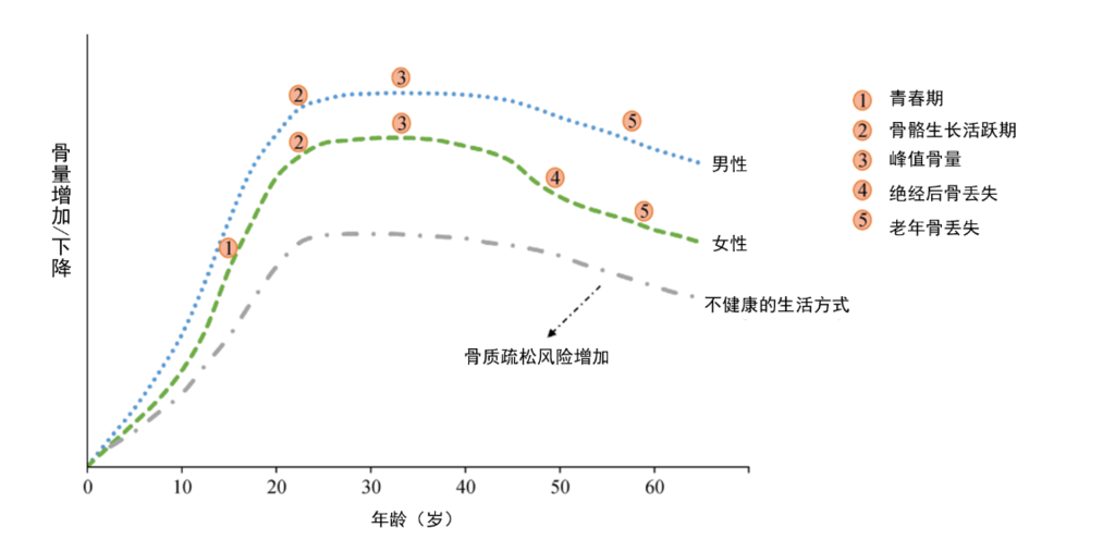 年纪轻轻，骨头先老？预防骨质疏松症从早做起-2.png