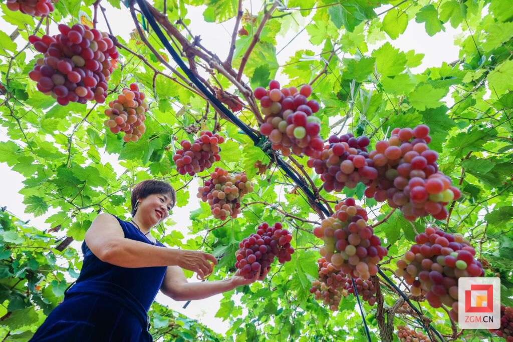 贡井区麻柳村：葡萄挂满枝 甜蜜丰收时-3.jpg