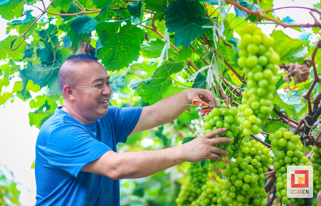 贡井区麻柳村：葡萄挂满枝 甜蜜丰收时-2.jpg