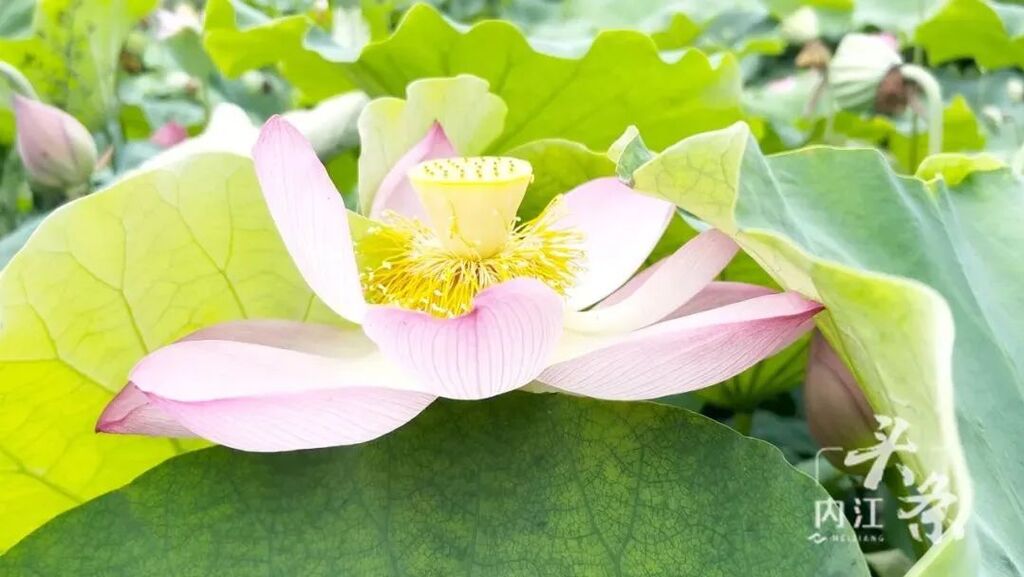 内自同城 | 炎炎夏日，来一场说走就走的乡村游吧！-11.jpg