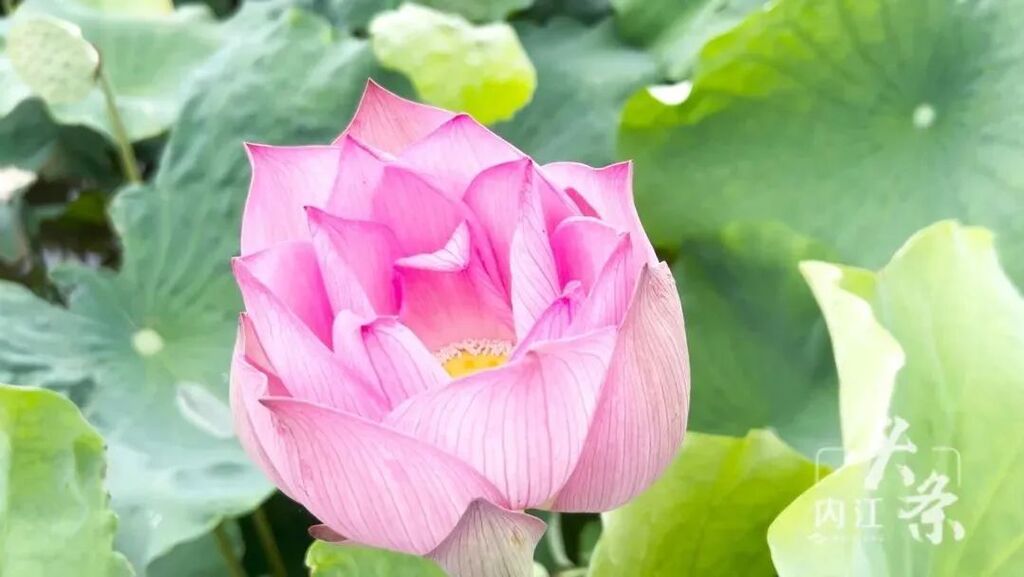 内自同城 | 炎炎夏日，来一场说走就走的乡村游吧！-10.jpg