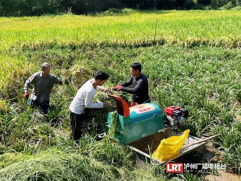 正在打谷子的小伙，收到985录取通知书！曾一个人默默哭…-1.jpg