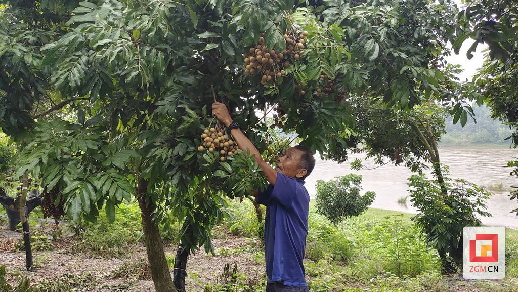 富顺县怀德镇：桂圆喜迎丰收 线下、线上热卖-3.jpg
