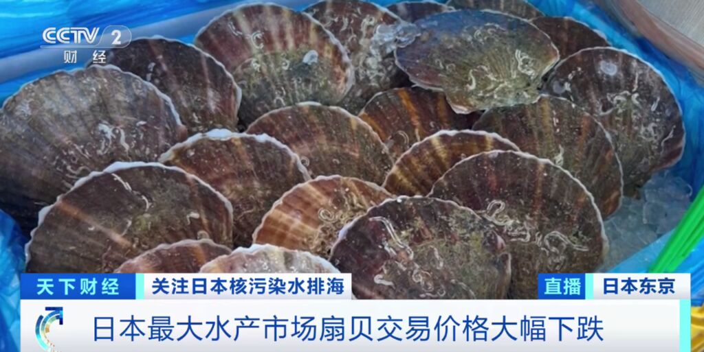 日本扇贝大降价！这里，出口销售额已减少80%！政府或将公布→-4.jpg