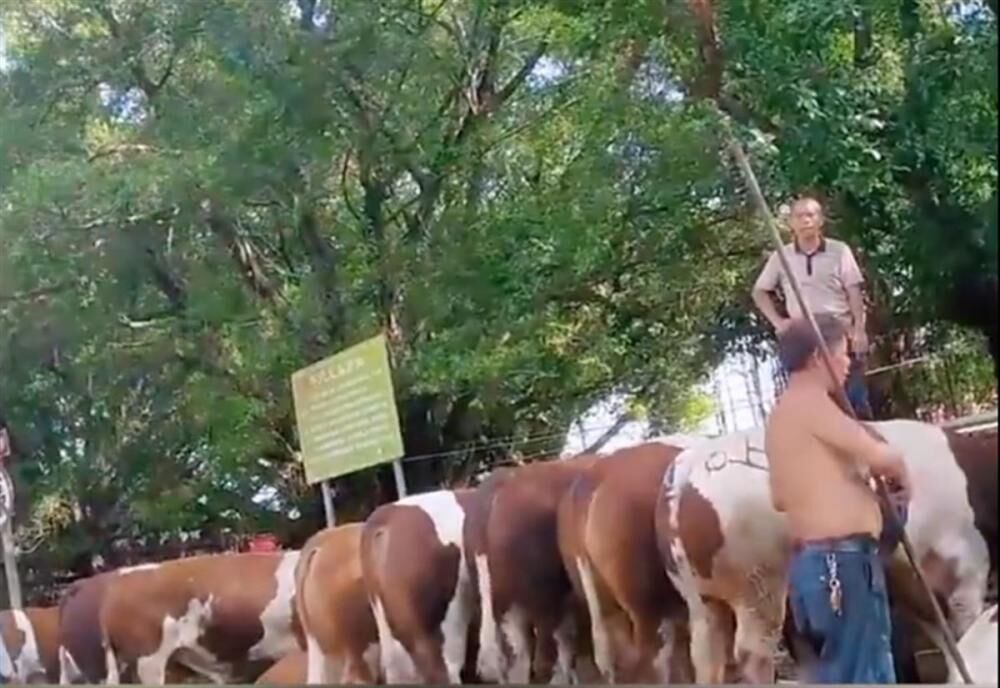 活牛2分钟被强行灌水近50升，广东东莞通报：供应商等5人被控制-2.jpg