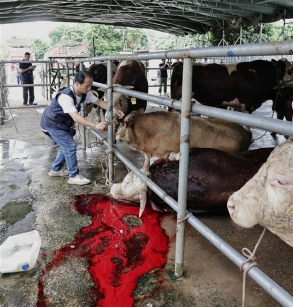活牛2分钟被强行灌水近50升，广东东莞通报：供应商等5人被控制-3.jpg
