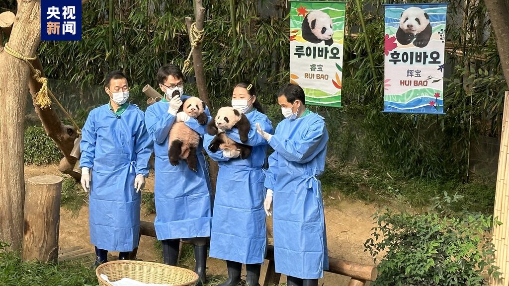 “睿宝”“辉宝”来啦！旅韩大熊猫双胞胎幼崽有名字了-1.jpg