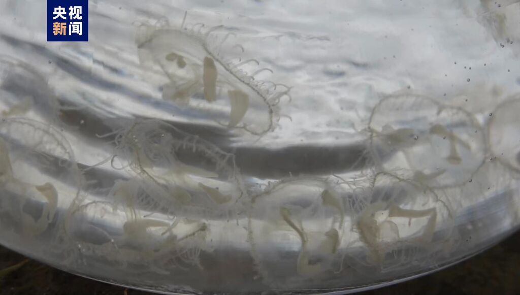 “水中大熊猫”桃花水母现身四川威远-1.jpg