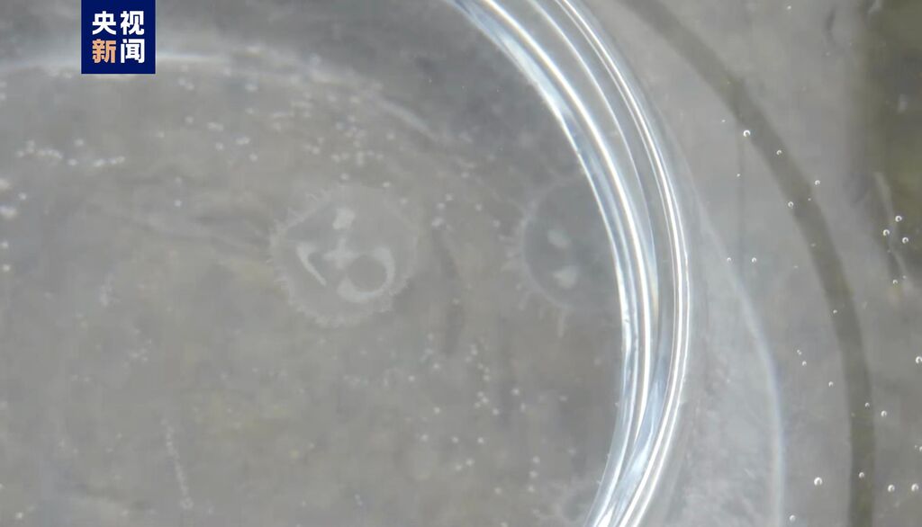 “水中大熊猫”桃花水母现身四川威远-2.jpg