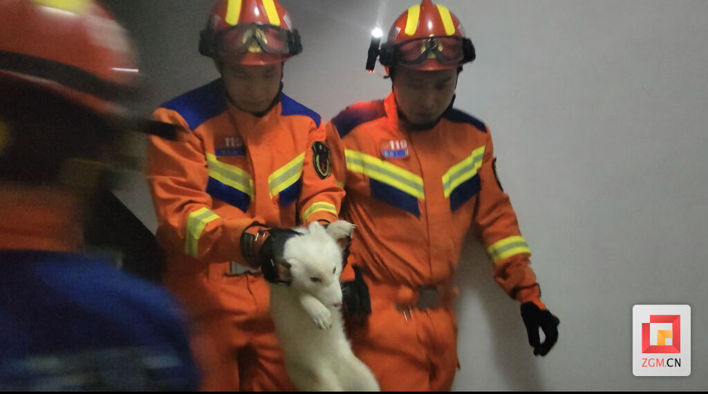 自贡一处居民楼惊现白色狐狸！消防员接警后迅速将其抓捕-2.jpg