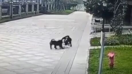 恶犬咬伤两岁女童，养犬管理为何频频“掉链”-1.jpg