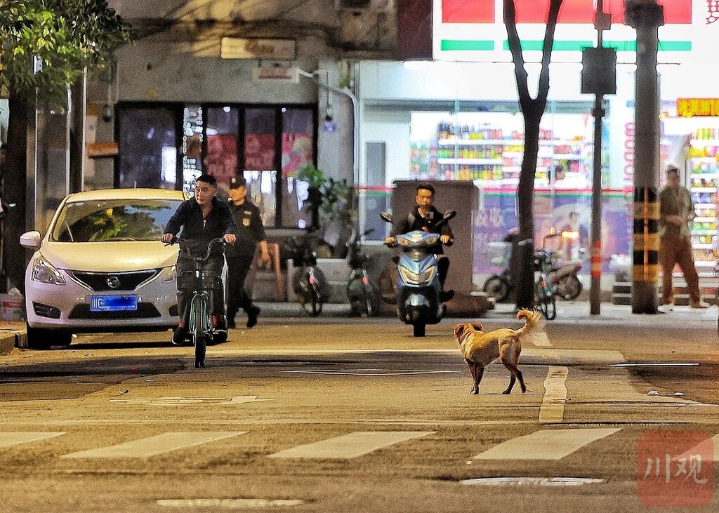 三问养犬管理相关法规，威慑力为何不足？-1.jpg
