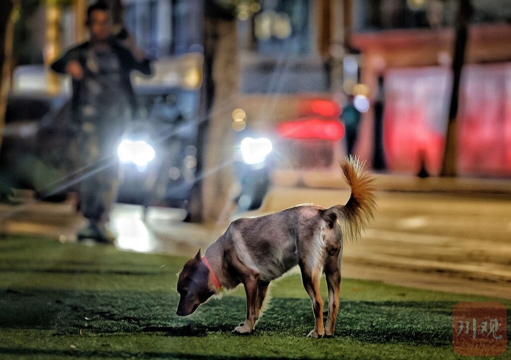 三问养犬管理相关法规，威慑力为何不足？-2.jpg