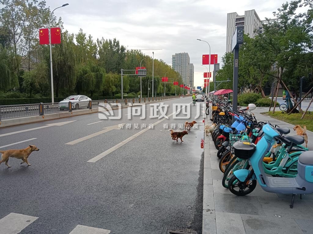三问养犬管理相关法规，威慑力为何不足？-3.jpg