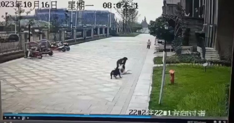 狗主人亲属回应2岁女童被咬伤：大门没关好两只狗偷跑出门，主人曾出门寻找但没找到-1.jpg