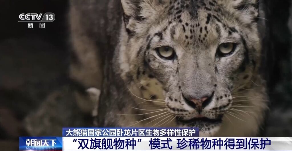 你知道大熊猫“上铺的兄弟”是谁吗？探秘卧龙保护区“双旗舰物种”模式→-2.jpg
