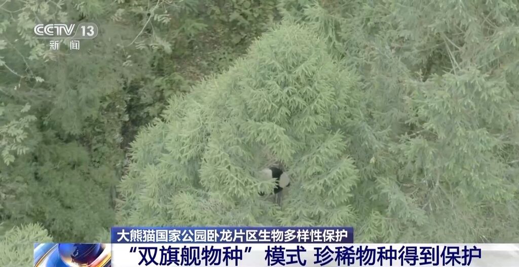 你知道大熊猫“上铺的兄弟”是谁吗？探秘卧龙保护区“双旗舰物种”模式→-1.jpg