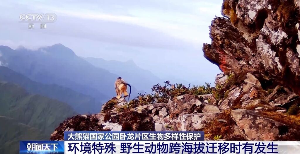 你知道大熊猫“上铺的兄弟”是谁吗？探秘卧龙保护区“双旗舰物种”模式→-6.jpg