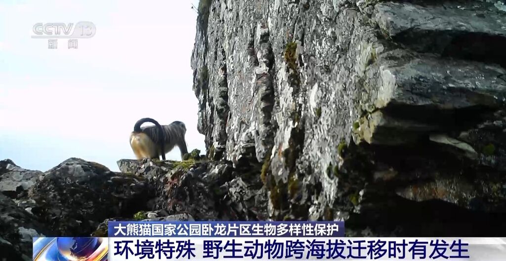 你知道大熊猫“上铺的兄弟”是谁吗？探秘卧龙保护区“双旗舰物种”模式→-5.jpg