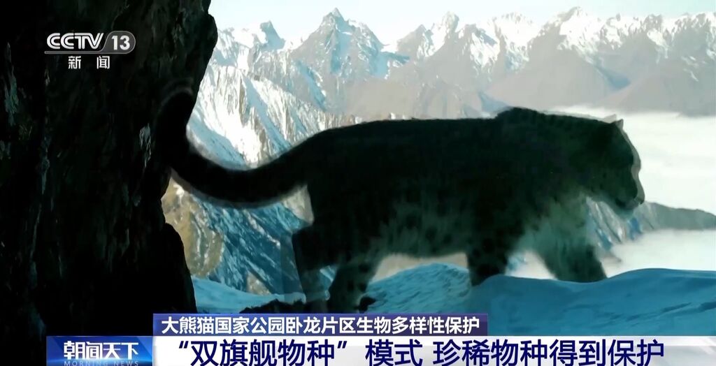 你知道大熊猫“上铺的兄弟”是谁吗？探秘卧龙保护区“双旗舰物种”模式→-3.jpg