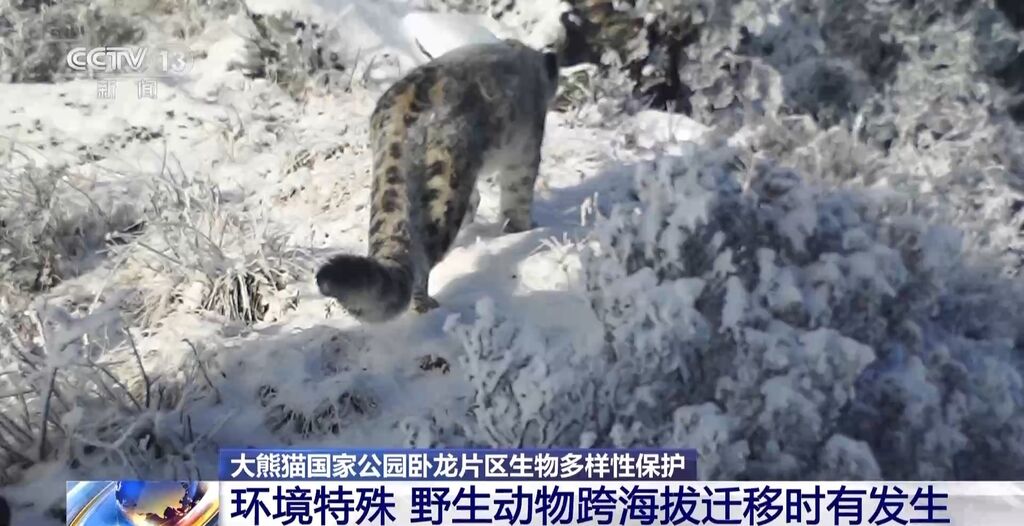 你知道大熊猫“上铺的兄弟”是谁吗？探秘卧龙保护区“双旗舰物种”模式→-7.jpg