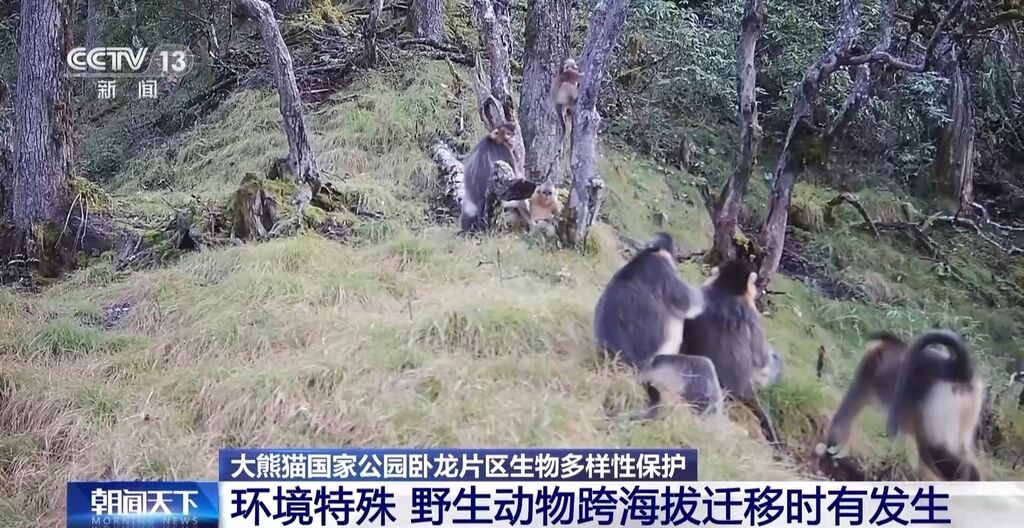 你知道大熊猫“上铺的兄弟”是谁吗？探秘卧龙保护区“双旗舰物种”模式→-8.jpg