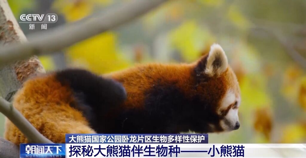 你知道大熊猫“上铺的兄弟”是谁吗？探秘卧龙保护区“双旗舰物种”模式→-10.jpg