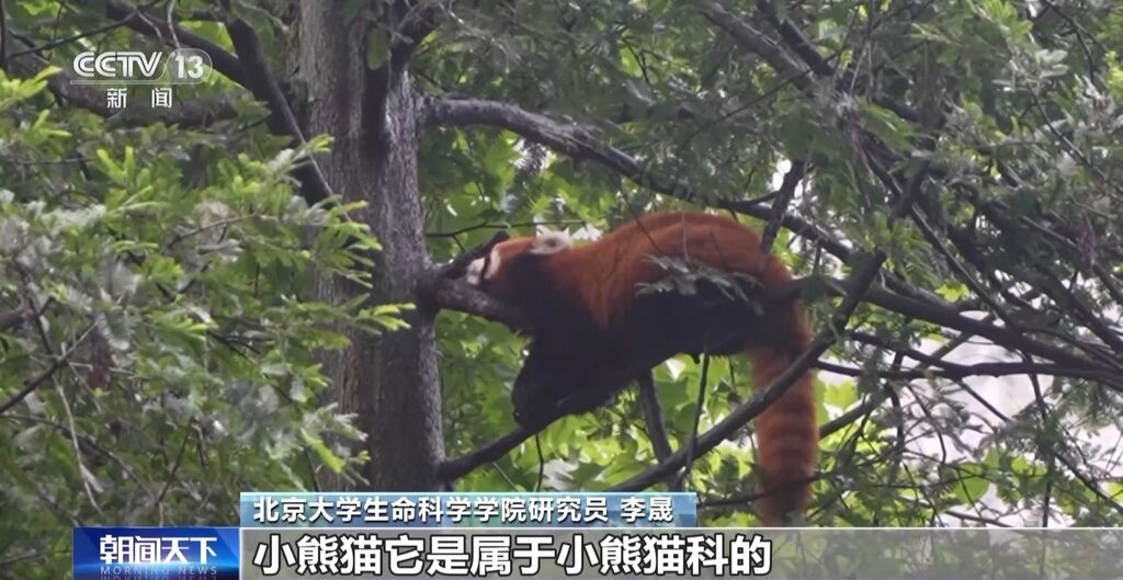 你知道大熊猫“上铺的兄弟”是谁吗？探秘卧龙保护区“双旗舰物种”模式→-13.jpg