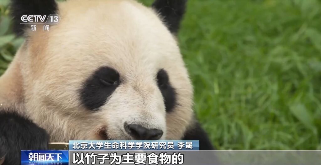 你知道大熊猫“上铺的兄弟”是谁吗？探秘卧龙保护区“双旗舰物种”模式→-12.jpg