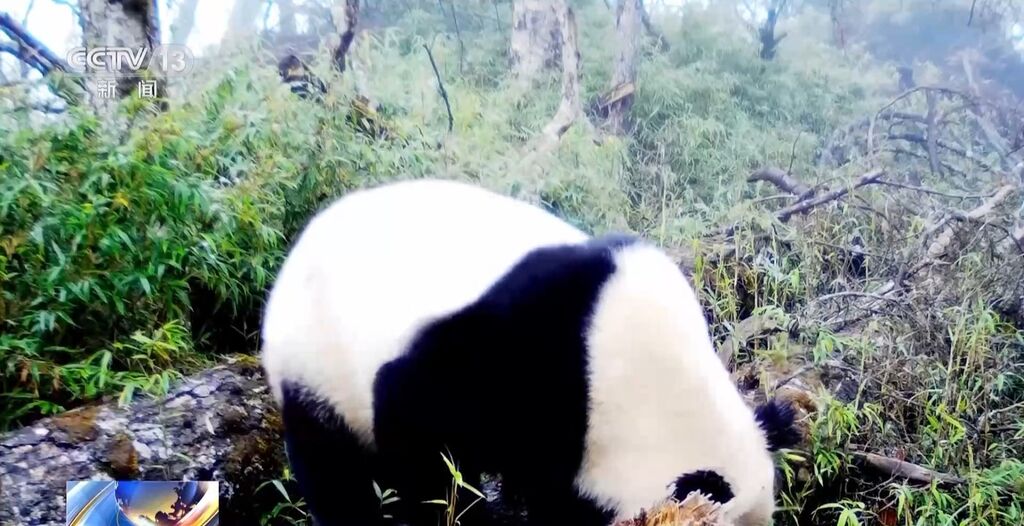 你知道大熊猫“上铺的兄弟”是谁吗？探秘卧龙保护区“双旗舰物种”模式→-11.jpg