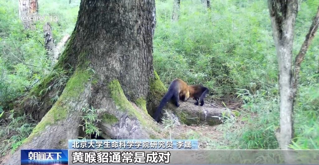 你知道大熊猫“上铺的兄弟”是谁吗？探秘卧龙保护区“双旗舰物种”模式→-15.jpg