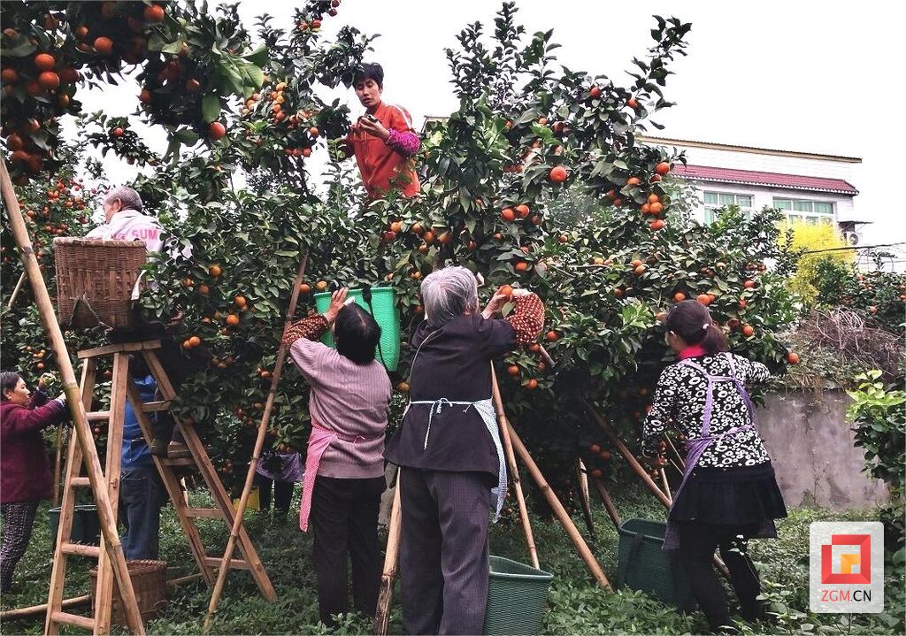 @富顺柑橘们 共同打造农产品区域公用品牌 采摘期规范来了——-2.jpg