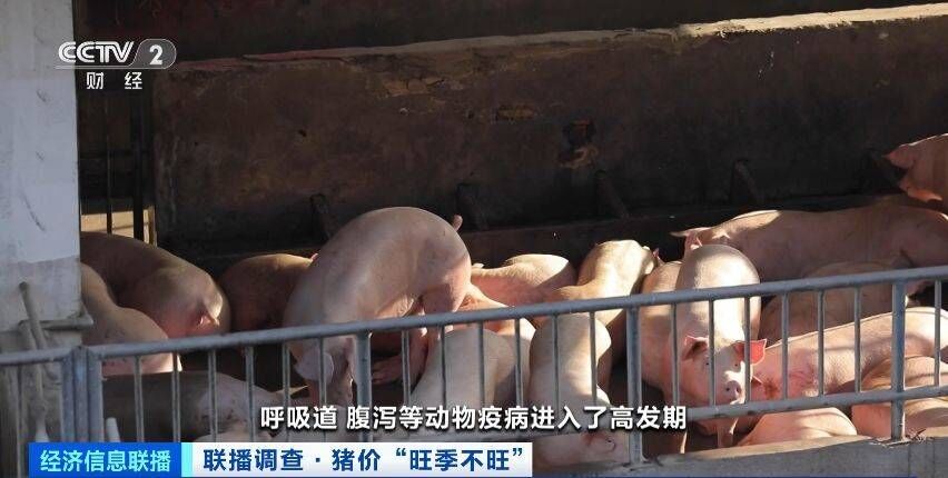 又便宜了！猪肉价格大降超40%！接下来会涨吗？-5.jpeg
