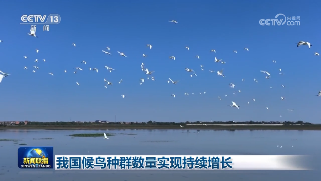 我国候鸟种群数量实现持续增长-2.png