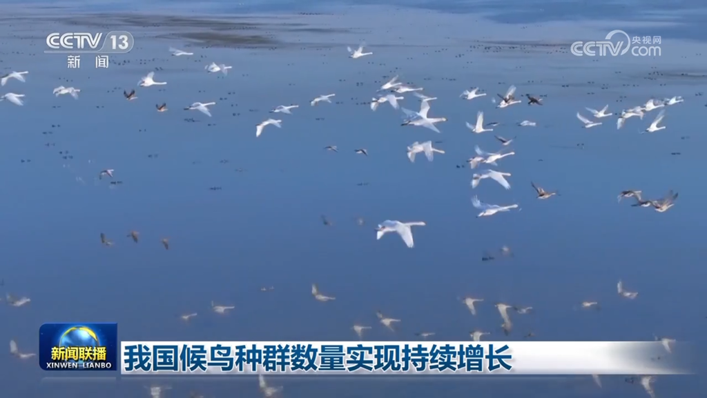 我国候鸟种群数量实现持续增长-1.png